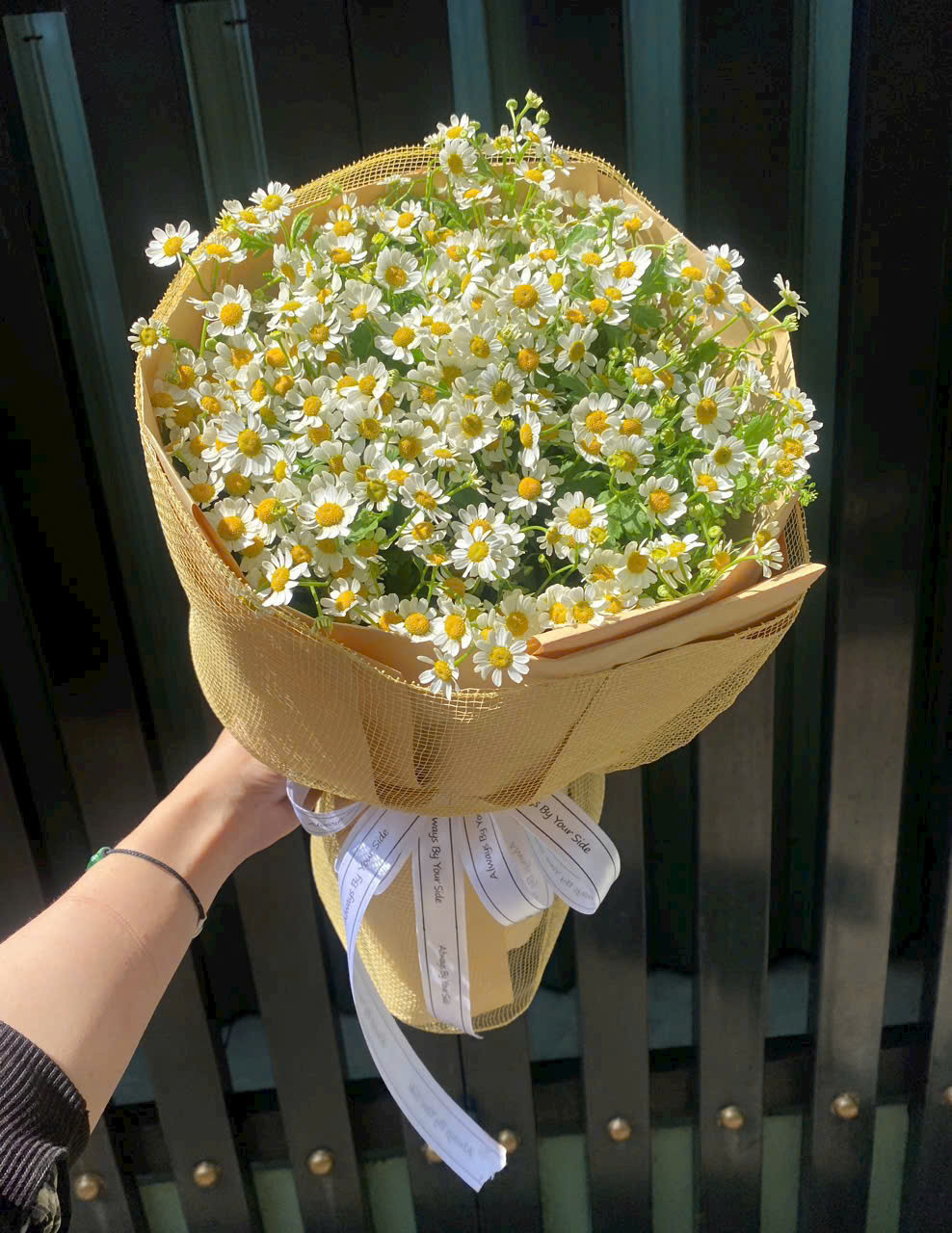 Bó hoa cúc tana giai điệu nhẹ nhàng